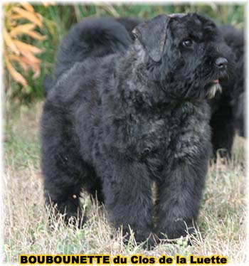 bouvier des flandres photo chiot - Elevage Clos Luette -  COPYRIGHT DEPOSE